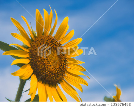 Sunflower in the blue sky Sunflower in the blue sky 135976498