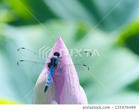 A dragonfly that stops at the lotus bud 135976499