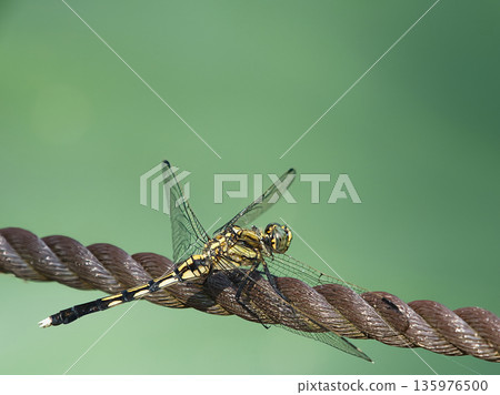 A dragonfly I saw in the park A dragonfly I saw in the park 135976500