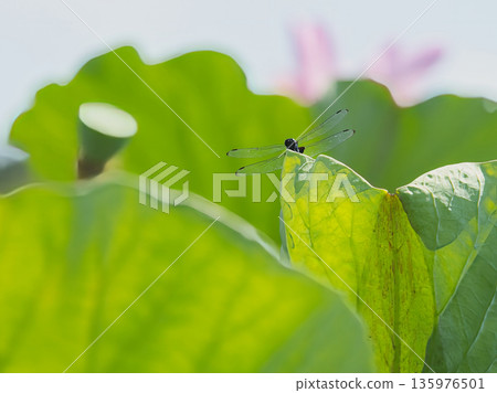 Dragonfly sticking to lotus leaves Dragonfly sticking to lotus leaves 135976501