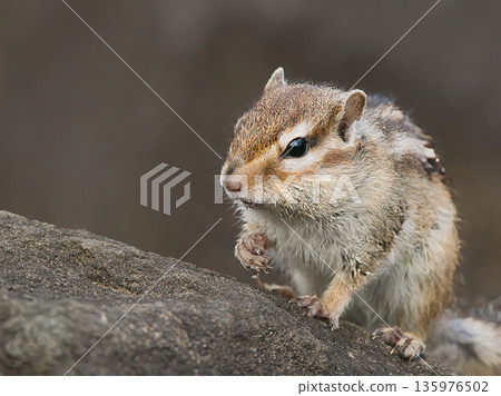 Chipmunk sitting on a rock Chipmunk sitting on a rock 135976502