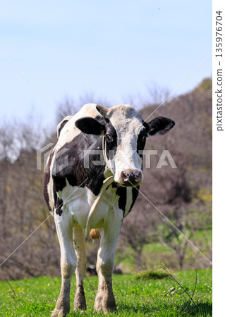 Dairy cows grazing on the hills of Kyowa Town, Hokkaido (May) Dairy cows grazing on the hills of Kyowa Town, Hokkaido (May) 135976704