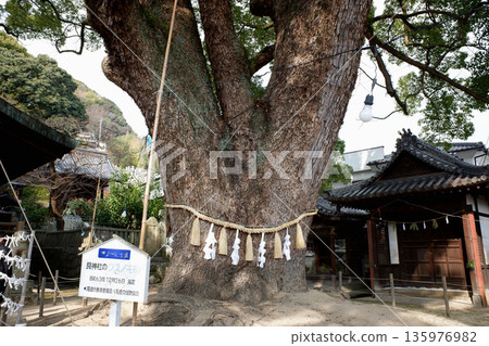Camphor tree at Gon Shrine, Hiroshima Prefecture Camphor tree at Gon Shrine, Hiroshima Prefecture 135976982