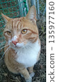 一隻友善的流浪貓 135977160