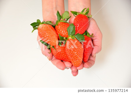 Handfuls of sweet strawberries (Yayoihime from Saitama Prefecture) 135977214