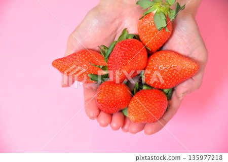 Handfuls of sweet strawberries (Yayoihime from Saitama Prefecture) Handfuls of sweet strawberries (Yayoihime from Saitama Prefecture) 135977218