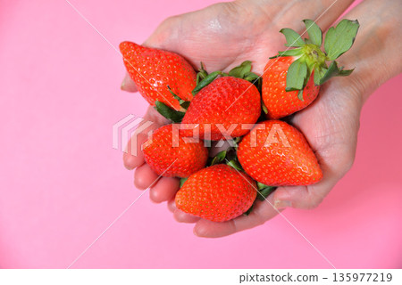 Handfuls of sweet strawberries (Yayoihime from Saitama Prefecture) Handfuls of sweet strawberries (Yayoihime from Saitama Prefecture) 135977219