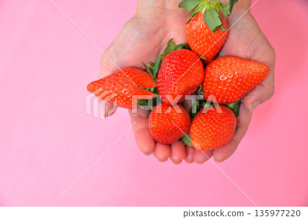 Handfuls of sweet strawberries (Yayoihime from Saitama Prefecture) Handfuls of sweet strawberries (Yayoihime from Saitama Prefecture) 135977220