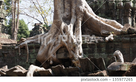 Cambodia Ta Prohm Ruins Cambodia Ta Prohm Ruins 135977265