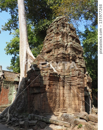 Cambodia Ta Prohm Ruins 135977268