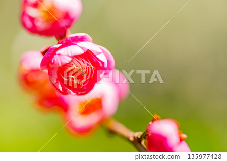 梅植物開花 梅植物開花 135977428
