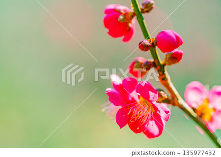 梅植物開花 梅植物開花 135977432