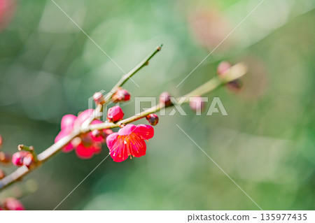 Ume plants flowers up Ume plants flowers up 135977435