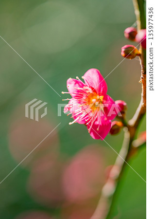 梅植物開花 梅植物開花 135977436
