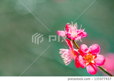 Ume plants flowers up Ume plants flowers up 135977437