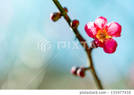 Ume plants flowers up Ume plants flowers up 135977438