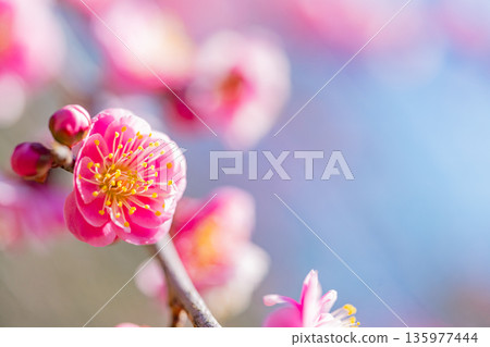 Ume plants flowers up Ume plants flowers up 135977444
