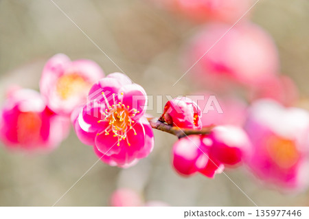 梅植物開花 梅植物開花 135977446