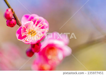 梅植物開花 梅植物開花 135977451