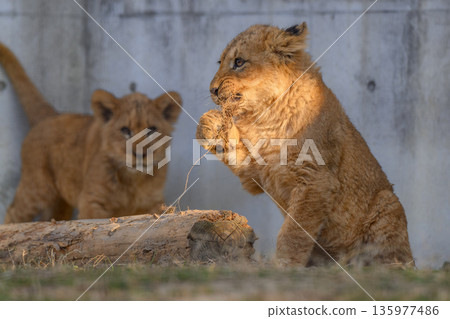 A lion cub gnawing at the roots of grass A lion cub gnawing at the roots of grass 135977486