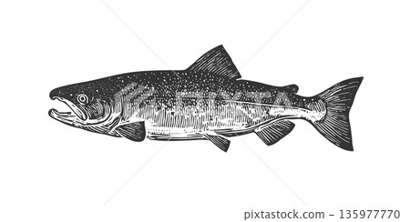 Vintage salmon fish linocut vector illustration in classic food style 135977770