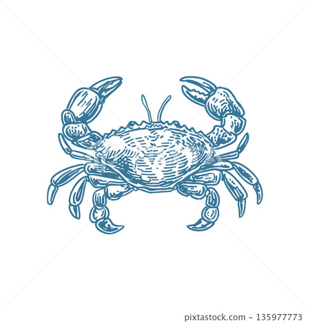 Hand Drawn Crab Vector Line Art Illustration in Modern Nautical Style Hand Drawn Crab Vector Line Art Illustration in Modern Nautical Style 135977773