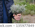 a man holds a bunch of wild thyme 135977849