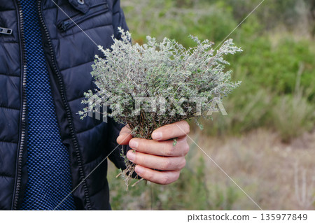 a man holds a bunch of wild thyme 135977849