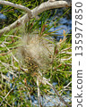 a processionary caterpillar nest on a pine branch 135977850