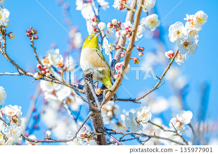 梅羅停在梅樹上 135977901