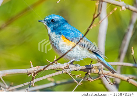 藍鳥的幸福 135978184