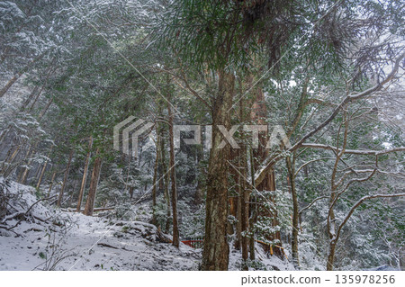 京都貴船：雪與相生杉的聖地 135978256