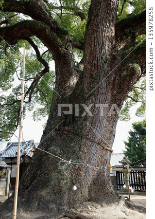 Camphor tree at Gon Shrine, Hiroshima Prefecture 135978258