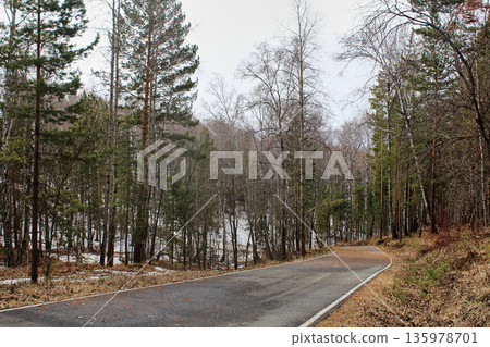 Empty asphalt road winding through a forest with sparse trees and melting snow. Early spring landscape for travel and nature concept. 135978701