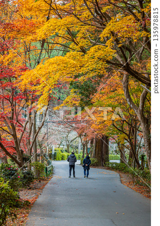 靜岡縣遠富國一宮市小國神社的秋葉 135978815