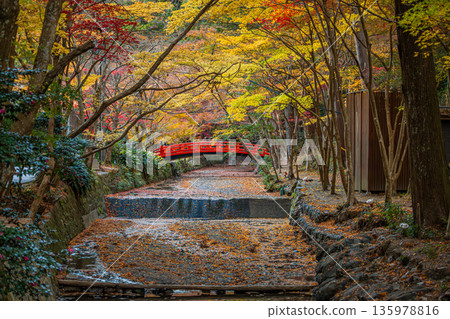 Autumn foliage at Oguni Shrine, Ichinomiya, Totomi Province, Morimachi (Shizuoka Prefecture) Autumn foliage at Oguni Shrine, Ichinomiya, Totomi Province, Morimachi (Shizuoka Prefecture) 135978816