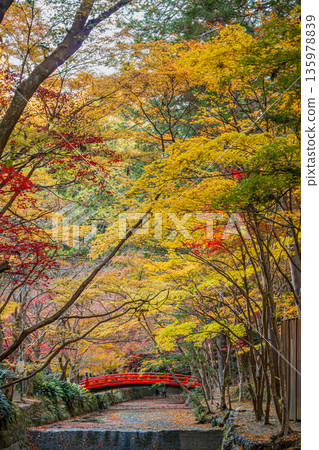 靜岡縣遠富國一宮市小國神社的秋葉 135978839