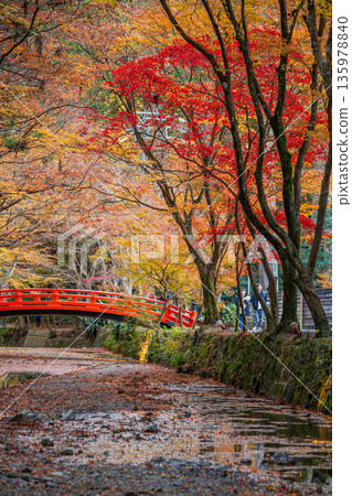 靜岡縣遠富國一宮市小國神社的秋葉 135978840