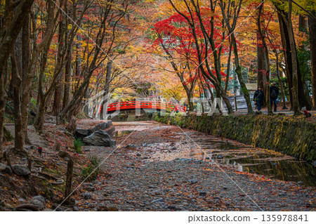靜岡縣遠富國一宮市小國神社的秋葉 135978841