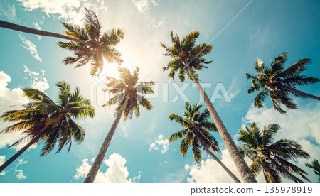 coconut palm trees against blue sky coconut palm trees against blue sky 135978919