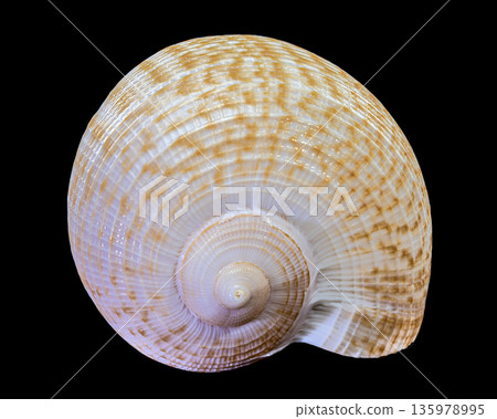 Elegant Fig Shell Sea Snail Isolated On Pure Black Background 135978995