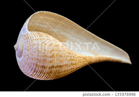 Elegant Fig Shell Sea Snail Isolated On Pure Black Background 135978996