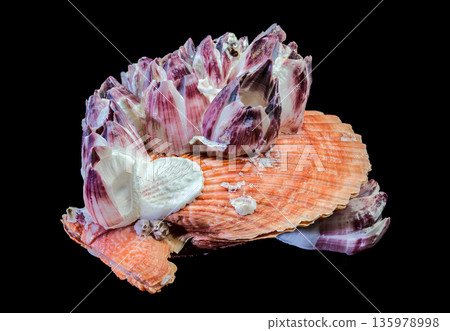 Purple Acorn Barnacles Growing On Orange Scallop Shell Isolated Purple Acorn Barnacles Growing On Orange Scallop Shell Isolated 135978998