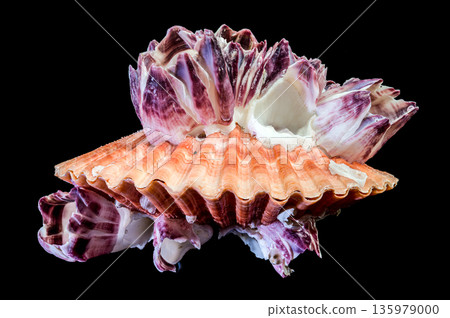 Purple Acorn Barnacles Growing On Orange Scallop Shell Isolated Purple Acorn Barnacles Growing On Orange Scallop Shell Isolated 135979000