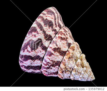Beautiful Maculated Top Shell Seashell Isolated on Pure Black Background Beautiful Maculated Top Shell Seashell Isolated on Pure Black Background 135979012