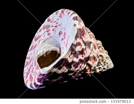 Beautiful Maculated Top Shell Seashell Isolated on Pure Black Background Beautiful Maculated Top Shell Seashell Isolated on Pure Black Background 135979013