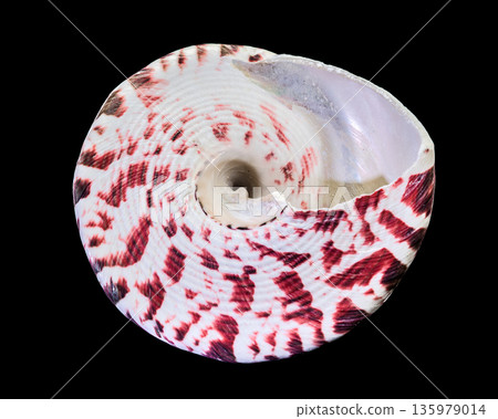 Beautiful Maculated Top Shell Seashell Isolated on Pure Black Background Beautiful Maculated Top Shell Seashell Isolated on Pure Black Background 135979014