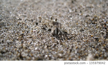 Small crab on a white sandy beach Small crab on a white sandy beach 135979042