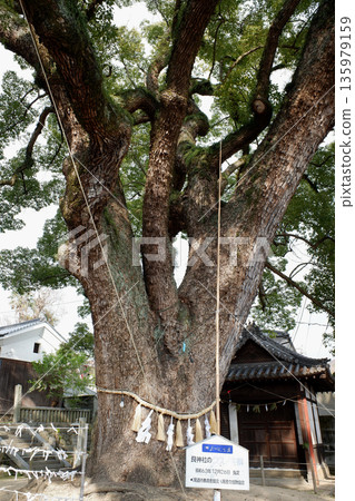 Camphor tree at Gon Shrine, Hiroshima Prefecture 135979159