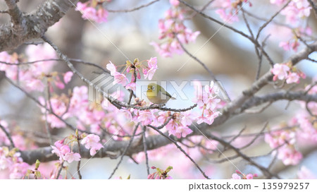 早春時節，一隻繡眼鳥落在河津櫻花樹上－逗子市大崎公園 135979257